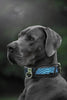 The ''Morelia Python'' collar by Bestia Dog Gear