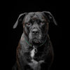 The ''D`Albertis'' collar by Bestia Dog Gear