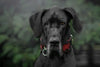The ''Red Dragon'' collar by Bestia Dog Gear