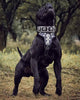 "Hektor" collar by Bestia Dog Gear