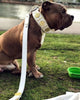 The "Maximus" leash white & gold by Bestia Dog Gear