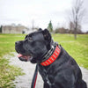 "Star" collar by Bestia Dog Gear