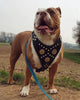 The "Maximus" harness black & gold by Bestia Dog Gear