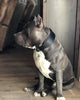 Plain "Style" Collar black by Bestia Dog Gear