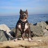 ''Bijou'' harness Black & Red for big dogs by Bestia Dog Gear
