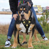 The "Maximus" harness black & gold by Bestia Dog Gear