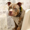 The ''Shrek'' collar by Bestia Dog Gear
