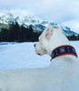 The "Eros" collar 2.5 inch wide black & red by Bestia Dog Gear