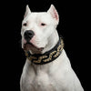 The ''Platinum'' collar by Bestia Dog Gear