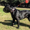 The "Eros" collar 2.5 inch wide black & red by Bestia Dog Gear