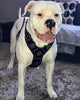 The "Maximus" silver harness by Bestia Dog Gear