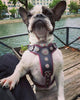 The ''Bijou'' harness Black & Pink Small to Medium Size by Bestia Dog Gear