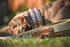 The Candy Dog Collar by Bestia Dog Gear