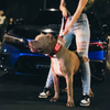 The ABKC Collar by Bestia Dog Gear