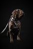 The ''Ariel'' harness by Bestia Dog Gear