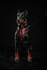 The ''Red Dragon'' harness by Bestia Dog Gear