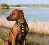 ''Bijou'' harness Black & Orange for big dogs by Bestia Dog Gear
