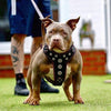 ''Bijou'' harness Black & Pink for big dogs by Bestia Dog Gear