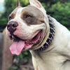 "Danger" collar by Bestia Dog Gear