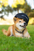 Hat: Dog is Good Signature (Black) by Dog is Good
