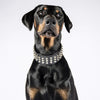 The "Stud" dog collar by Bestia Dog Gear