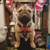 The "Bowtie" handmade leather harness black Small to Medium Size by Bestia Dog Gear