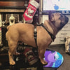 The "Bowtie" leather harness brown Small to Medium Size by Bestia Dog Gear