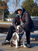The "Maximus" silver harness by Bestia Dog Gear