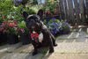 The "Bowtie" leather harness brown Small to Medium Size by Bestia Dog Gear