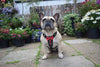 The "Bowtie" leather harness brown Small to Medium Size by Bestia Dog Gear