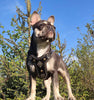 The ''Aztec'' harness Black Small to Medium Size by Bestia Dog Gear