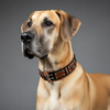 The "Hunter" collar by Bestia Dog Gear