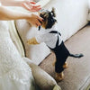 Handsome Stylish Pet Suit with Bow Tie by Furr Baby Gifts