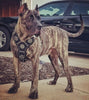The "Maximus" silver harness by Bestia Dog Gear