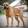 The "Maximus" silver harness by Bestia Dog Gear