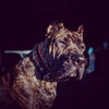 The unique "General" leather dog collar for big dogs by Bestia Dog Gear