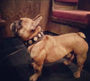 The "Bijou" collar orange by Bestia Dog Gear