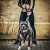 Handstitched "David" harness by Bestia Dog Gear