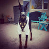 ''Maximus'' Basket Muzzle Black & Gold by Bestia Dog Gear