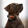 The Scare Collar Limited by Bestia Dog Gear