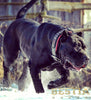 The unique "General" leather dog collar for big dogs by Bestia Dog Gear