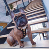 The ''Bijou'' harness Black & Orange Small to Medium Size by Bestia Dog Gear
