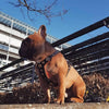 The ''Bijou'' harness Black & Orange Small to Medium Size by Bestia Dog Gear