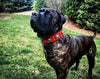 The "Eros" collar 2.5 inch wide RED by Bestia Dog Gear
