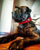The "Eros" collar 2.5 inch wide RED by Bestia Dog Gear