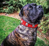 The "Eros" collar 2.5 inch wide RED by Bestia Dog Gear