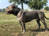 "Aztec" black dog collar by Bestia Dog Gear