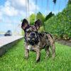 BLACK "Frenchie" collar by Bestia Dog Gear