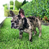 BLACK "Frenchie" collar by Bestia Dog Gear
