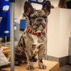 Red "Frenchie" collar by Bestia Dog Gear